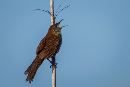 Zapata Wren, a rare Cuban endemic, confined to the Zapata Swamp is a much sought after bird for both avi-tourists on the Caribbean Birding Trail and researchers. (photo by Anne Brooks, BirdsCaribbean January 2017 Bird Tour).