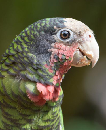 The endemic Cuban Parrot was a daily visitor to the conference site in Topes de Collantes. (Photo by David Southall)