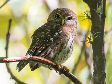An early morning hike in Tope de Collantes yielded a Cuban Pygmy Owl, one of two endemic owls on the island. (Photo by David Southall)