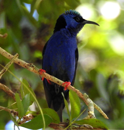 Red-legged Honeycreeper at the Botanical Gardens outside Havana. (Photo by Ericka Gates)