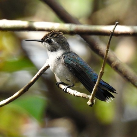 Several female Bee Humingbirds showed off while the group caught fleeting glimpses of two males. (Photo by Ericka Gates)