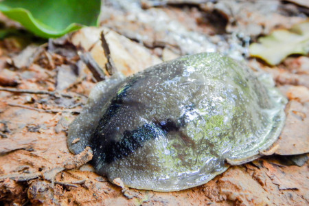 Flat slug on trail.