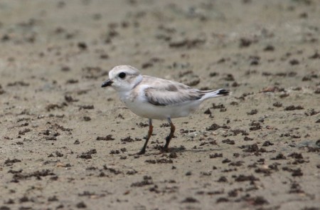 Piping Plover on Pedro Pond, Jamaica - spotted during last year's World Shorebirds Day, first record for the island.