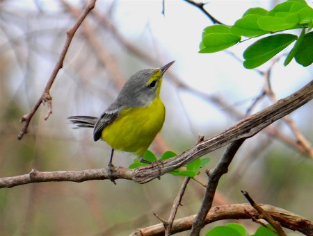 Warbler found! The first Barbuda Warbler spotted by Andrea Otto and Joseph Prosper of the Environmental Awareness Group on their survey trip to Barbuda on Sept. 22nd. No warblers were seen on the first survey trip to the island on Sept. 15th. (Photo by Andrea Otto.)