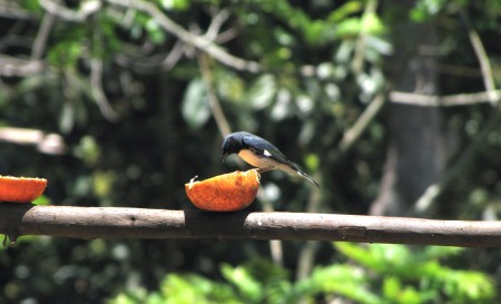 A Black-throated Blue Warbler feeding on fruit; this species winters in the Caribbean. (Photo by Anne Sutton)