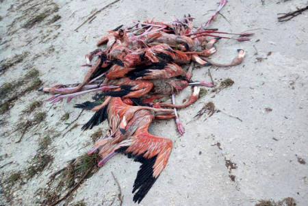 Unfortunately, many flamingos in the Cayo Coco Cays on the the north coast of Cuba did not survive the hurricane. (Photo by Granma.cu)