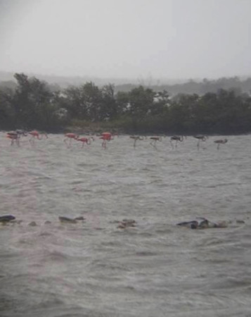 Casper Burrows, a Bahamas National Trust Park Warden on Great Inagua, home to 40,000+ breeding American Flamingos, was elated to spot resident flamingoes feeding just after Hurricane Irma roared through the island. The flamingos had taken shelter in the mangrove vegetation. (Photo by Casper Burrows)