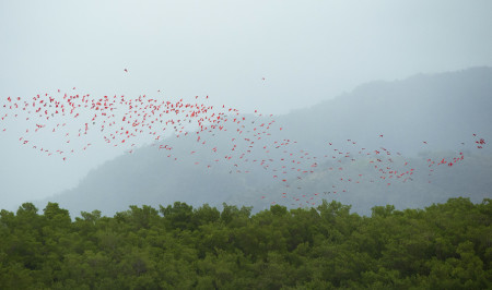 Scarlet Ibis return to their roosting site after a day of foraging. (Photo by Jessica Rozek) 