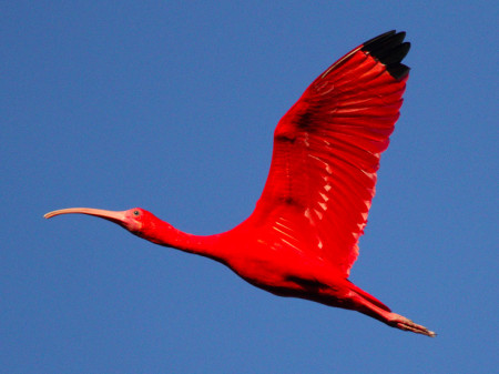 The Scarlet Ibis is the national bird of Trinidad and Tobago. (Photo by Faraaz Abdool)