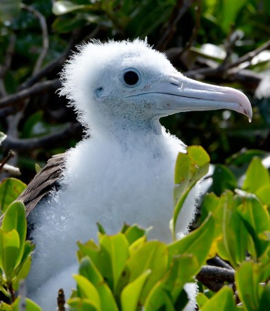 A Magnificent Frigatebird chick, part of the large nesting colony in Barbuda. (Photo by Ted Eubanks)