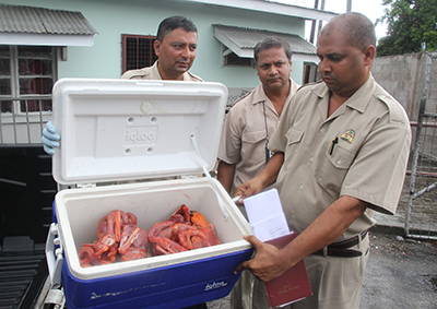 In 2013, poachers were caught with 18 dead Scarlet Ibis. (Photo by Rishi Ragoonath)