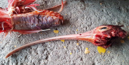 This image of poached Scarlet Ibis was shared on social media by Minister Clarence Rambharat in August 2017, resulting in public outrage. (Photo by Clarence Rambharat)