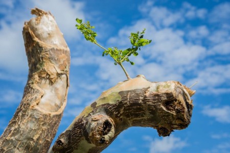 A very damaged native Gaïac tree (Lignum vitae) in Grand Case, St. Martin is already sprouting hopeful shoots after Irma. Partners observe that native trees may be more resilient than invasive or imported species that have been decimated in the storms. Green is already appearing on the hillsides. (Photo by Mark Yokoyama)