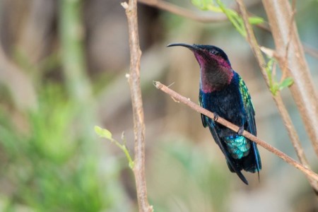 A Purple-throated Carib hummingbird has been a regular visitor to feeders at Les Fruits de Mer. Usually they live at higher elevations so it is a rare sight on St. Martin. (Photo by Mark Yokoyama)