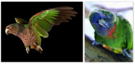 The Imperial Amazon, national bird of Dominica. This is a Critically Endangered species and although captive birds are safe, there are concerns for those in the wild after Hurricane Maria. (Photo by Rare Species Conservatory Foundation) 