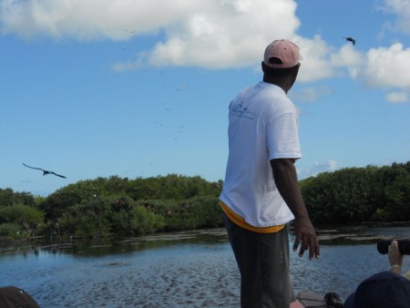 Happier times: The colony of Magnificent Frigatebirds - the largest in the hemisphere - flourishing on the Codrington Lagoon, Barbuda before the storms. (Photo by Karron James)