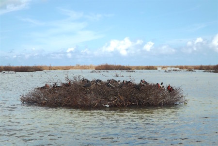 After the storm: A group of around 20 Magnificent Frigatebirds on a small island of "burned" mangrove in Codrington Lagoon, photographed on September 22. (Photo by Sophia Steele)