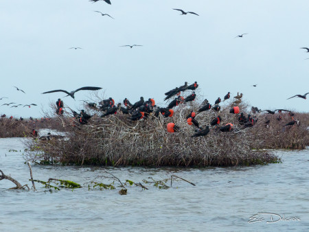 Male Magnificent Frigatebirds courting and in flight at the colony Codrington Lagoon. (Photo by Eric Delcroix)