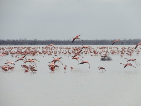 West Indian flamingos feeding in Inagua, the Bahamas. (Photo by the Bahamas National Trust)