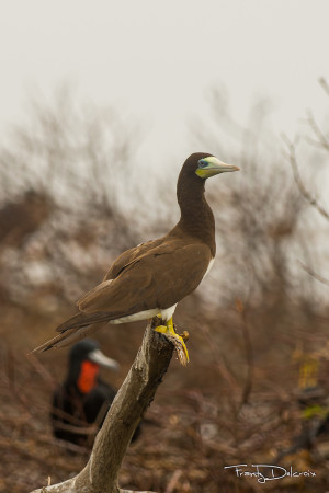 Brown Booby at the frigatebird colony. (Photo by Frantz Delcroix)