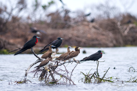 Magnificent Frigatebirds and Brown Boobies in Codrington Lagoon (Photo by Frantz Delcroix)