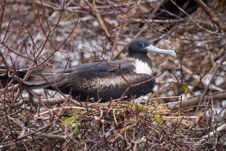 Female Magnificent Frigatebird nesting on bare mangroves. (Photo by Frantz Delcroix)