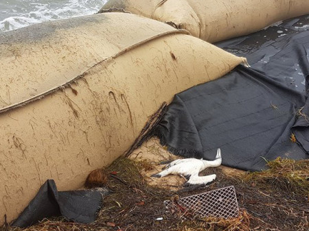 A Masked Booby killed by Hurricane Maria. (Photo by Ingrid Flores)