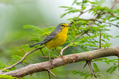 A Barbuda Warbler alive and well! (Photo by Frantz Delcroix)