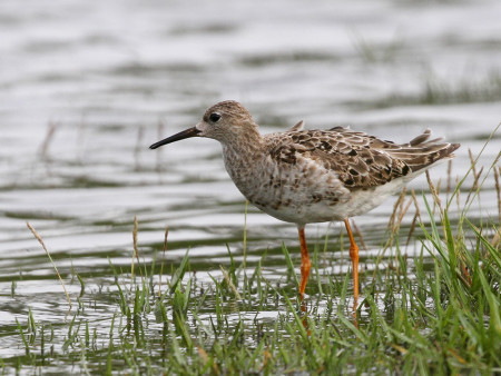 A rare visitor to Guadeloupe, this Ruff was spotted after the recent hurricanes. (Photo by Anthony Levesque)
