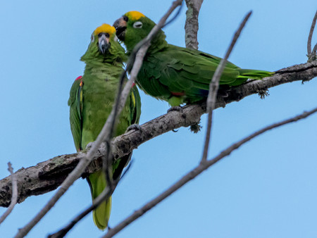 A Yellow-crowned Amazon pair preening in Trinidad. (Photo by Richard Lakhan)