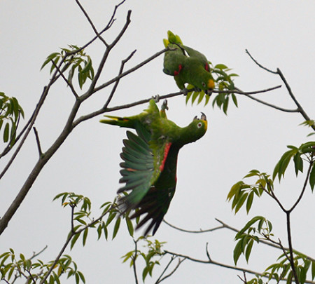 The Yellow-crowned Amazon is locally known in Trinidad as the Venez Parrot. (Photo by Lester James)