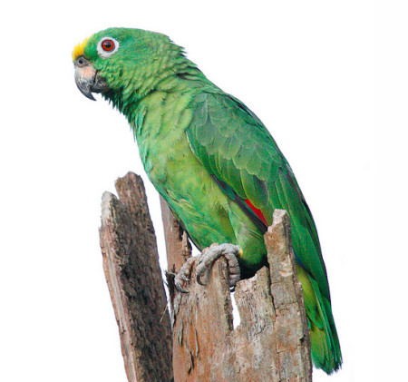 The Yellow-crowned Amazon is part of a superspecies of similar, closely related Parrots. (Photo by Faraaz Abdool) 