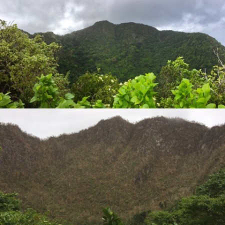 Before and after Irma: A mountain called the Quill on St. Eustatius, home to the Quail Dove, showing the destruction of habitat. (Photo by STENAPA)