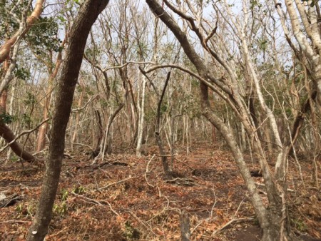 Around the Mountain South trail immediately after the hurricanes (by Hannah Madden)