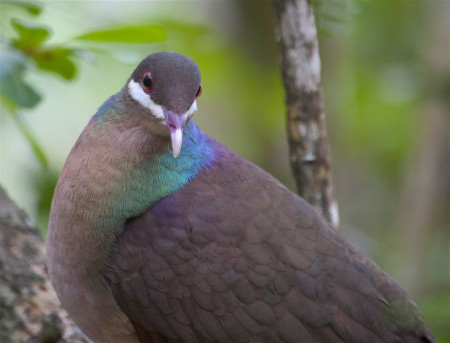 Bridled Quail-dove (Geotrygon mystacea) in the Quill (photo by Hannah Madden)