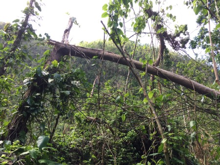 Broken trees in the Quill's crater. (photo by Hannah Madden)