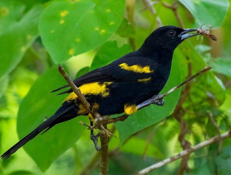 Cuban Oriole, one of 26 endemic birds in Cuba (photo by Aslam Ibrahim)