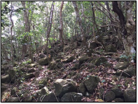 Forest understory before Hurricane Irma (by Hannah Madden)