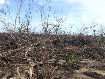 Lowland forest heavily impacted by the storm surge with little sign of recovery on the south of Barbuda (Photo by Jeff Gerbract)