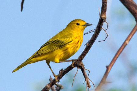 Male Yellow Warbler (migrant) (Photo by Jeff Gerbracht)