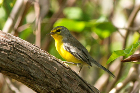 Barbuda Warbler (Photo by Jeff Gerbracht)