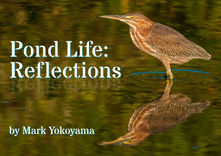 Download the new ebook Pond Life: Reflections for free.