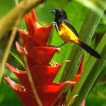 Male Montserrat Oriole on a red Heliconia flower.