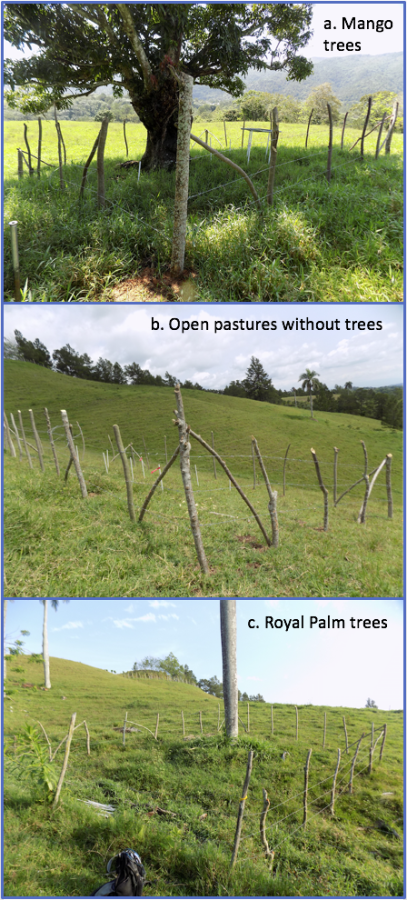 Constructing barbed wire fences around isolated trees in pastures allows us to study how birds may contribute to seed dispersal and regeneration patterns on abandoned farms. Some of the different plot types in this experiment included (a) mango trees, (b) open pastures without trees, and (c) Royal Palm trees. (photos by Spencer Schubert)