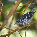 4. Elfin-woods Warbler_Gloria Archilla-cropped