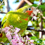 5. Mark Orr_Cuban Parrot-Feature image