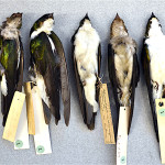 9. Jamaican Golden Swallows specimens_Hein van Grouw-REV