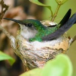 Antillean_Crested Hummingbird-Grenada_HPN (2)-Cropped