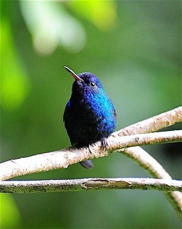 Blue-headed Hummingbird, endemic to Dominica and Martinique. Very few individuals have been seen since Hurricane Maria devastated the island of Dominica. (photo by Paul Reillo)