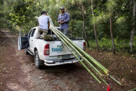 The first step before setting up plots is to locate stands of bamboo and to harvest poles, cut them to specified lengths, and pack them up for transport. (photo by Spencer Schubert) 